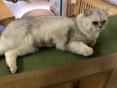 -猫和宫(六道口店)