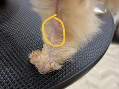 -Pets First伊珊娜洗护·精致美容·家庭式寄养(新会路店)