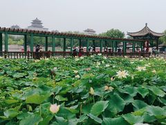 -莲花池公园