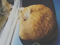 -有猫主题·治愈系猫咖(曾厝垵店)
