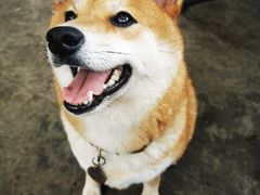 -柴犬高等学院·狗咖·柴犬售卖·宠物训练