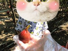 -武汉世外桃源农庄