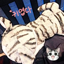 猫咪娃娃-IN HAIR艺术+造型