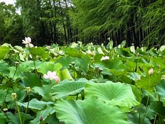 -长广溪湿地公园