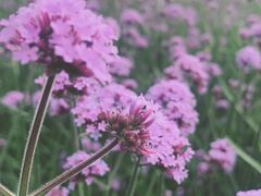 -周浦花海-停车场