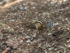 -五营红松林海景区