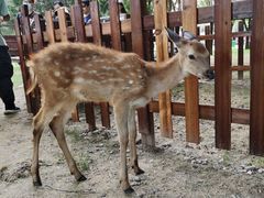 -北京鹿世界主题园