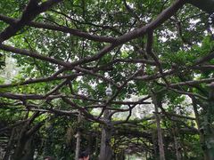 -广西壮族自治区药用植物园