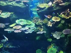 -暹罗海洋世界
