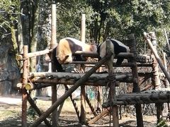 -贵州森林野生动物园