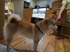 -柴务处·柴犬主题狗咖