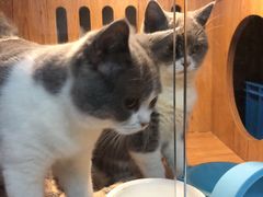 -叮叮猫咪生活馆