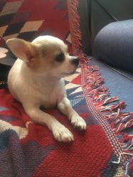 -椿树下·Tattoo纹身工作室