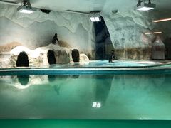 -北戴河圣蓝海洋公园