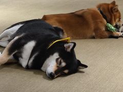 -逗柴咖啡屋·狗咖猫咖宠物桌游