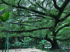 -广州市石门国家森林公园