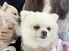 -怪兽屋·羊驼·猫咖·狗咖(俊华广场店)