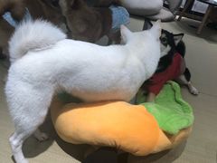 -逗柴咖啡屋·狗咖猫咖宠物桌游