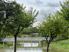 -王借岗森林公园