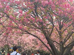 -西安青龙寺遗址景区