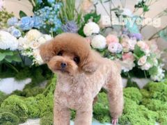 -BABYDOG宝贝狗宠物乐园(欧洲城店)
