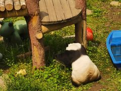 -沈阳森林动物园