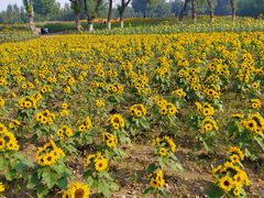 -长白岛森林公园