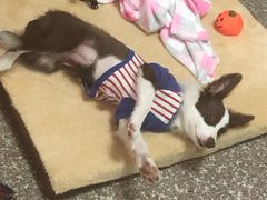 -翊宠yipet猫狗购宠庄园犬舍•猫舍