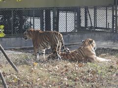 -上海野生动物园老虎餐厅