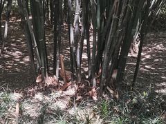 -望江楼公园