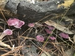 -铁山坪森林公园