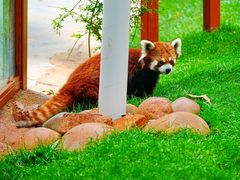 -云南野生动物园