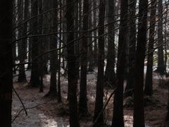 -桤木河湿地公园