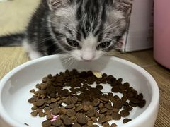 -小猫来了·猫舍(红山六九七九店)