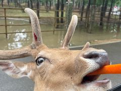 -秦皇岛野生动物园