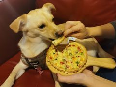 -百好乐宠物友好餐厅(朝外大街店)