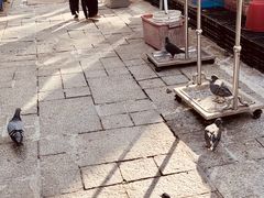 -园圃街雀鸟花园