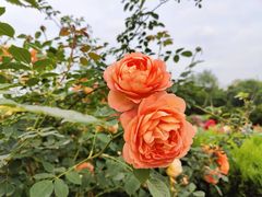 -都江堰玫瑰花溪谷