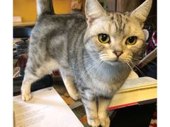 -猫猫幼稚园·撸猫·桌游·电玩