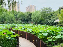 -陈家山荷花公园