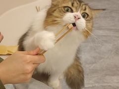 -More Fun猫咖 二十只万元加菲主题