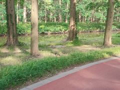 -黄海国家森林公园