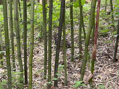 -竹泉村旅游度假区