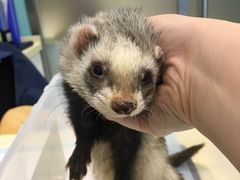 -雨林宠物医院 非犬猫异宠专科