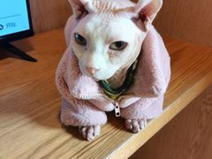-MOCHA明星猫咖(田子坊店)