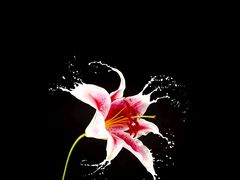 -大别山度假酒店-中餐厅