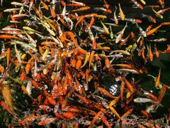 -龙悦湾酒家·八阵鱼生·渔人码头店