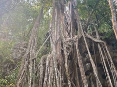 -中国科学院西双版纳热带植物园