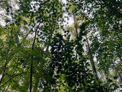 -上海共青森林公园