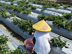 -尚果生态采摘园